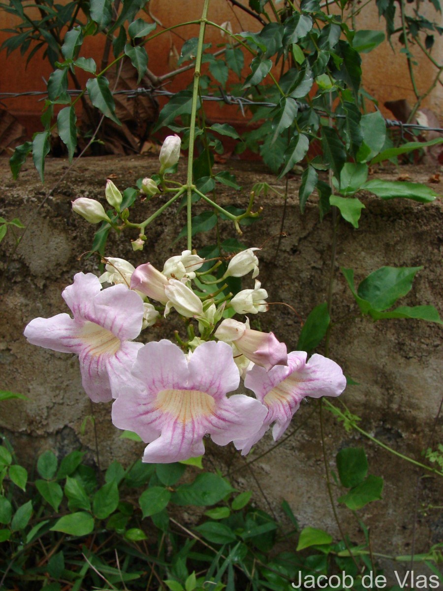 Podranea ricasoliana (Tanfani) Sprague